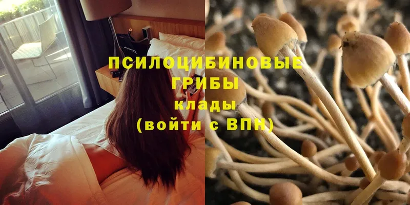 Псилоцибиновые грибы Psilocybe  Карабулак 